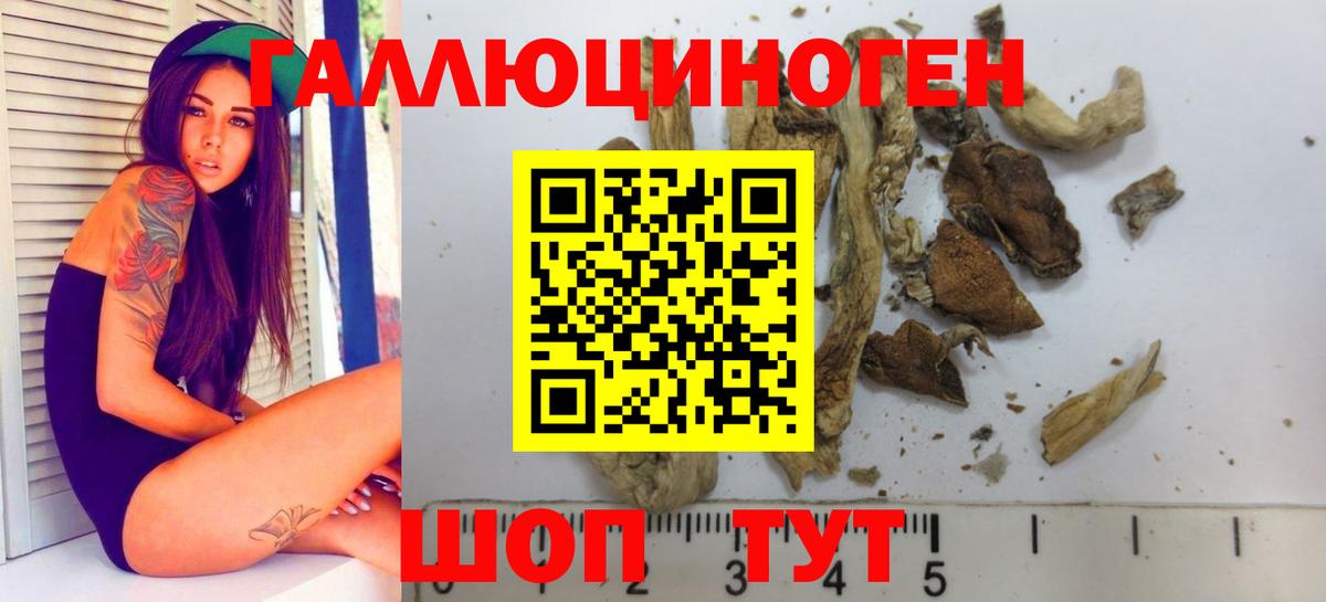Галлюциногенные грибы Psilocybe Вятские Поляны